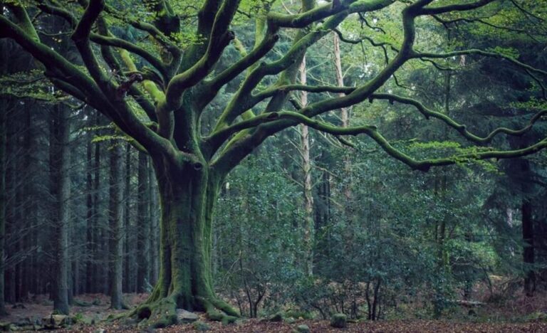 Broceliande : Quel secret enchanteur se cache derrière ce film ?