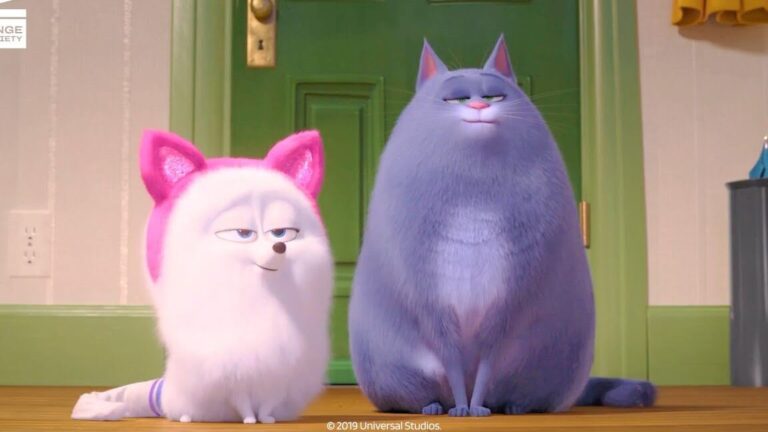 Comment sont dressés les chats dans les films ?